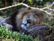 A lion sleeps under an orange tree on the savannah on the Kilimanjaro Safari at Disney&#039;s Animal Kingdom. Animal Kingdom will be home to Disney&#039;s celebrations for Earth Day 2020.