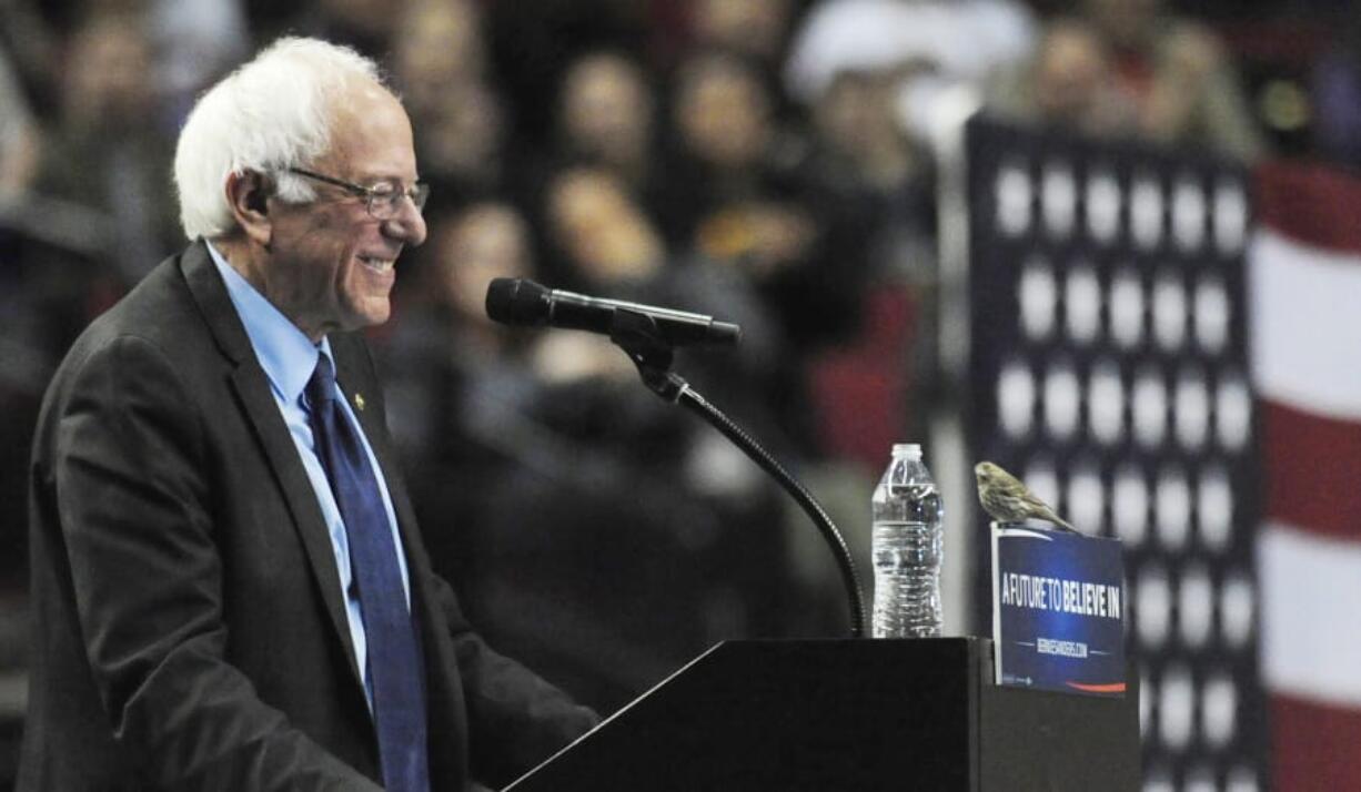 Democratic presidential candidate Sen. Bernie Sanders, I-Vt., smiles as a bird lands on his podium as he speaks during a rally at the Moda Center in Portland, Ore., Friday, March 25, 2016.