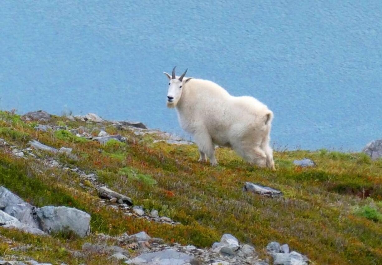 In this Sunday, Aug. 18, 2019 photo, a mountain goat stands on a ridge line in Juneau, Alaska. In Grand Teton National Park in Wyoming, officials planned to begin having contractors shoot nonnative mountain goats from a helicopter Friday, Feb. 21, 2020, as part of a disputed effort to help native bighorn sheep. The operation was going ahead despite opposition from Wyoming officials including state Game and Fish Department Director Brian Nesvik.