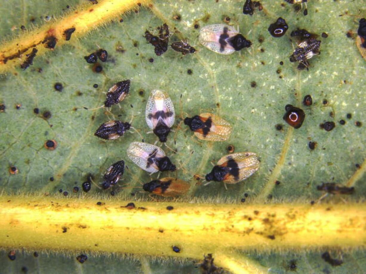 Adult and nymphs of the avocado lace bug (Pseudacysta perseae). The avocado lace bug was first discovered in Pearl City, Oahu, in December.