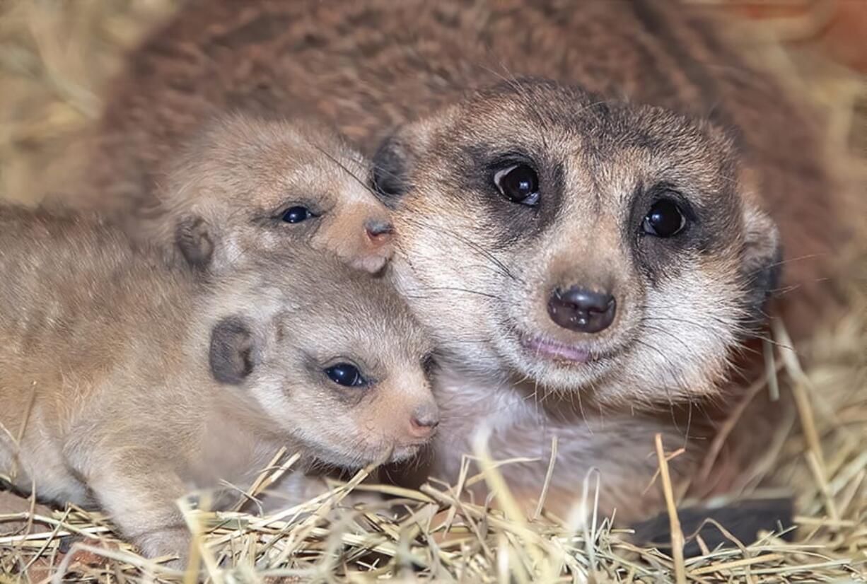 Yam Yam huddles with her two pups in a meerkat habitat Feb. 3 at Zoo Miami in Miami.