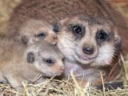 Yam Yam huddles with her two pups in a meerkat habitat Feb. 3 at Zoo Miami in Miami.