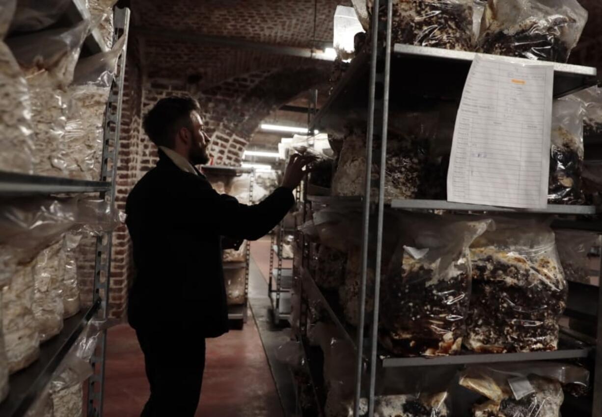 Quentin Declerck, from Le Champignon de Bruxelles, inspects the progress of shelves of mushrooms growing in various substrates Feb. 5 at the company&#039;s urban farm in the cellars of Cureghem in Brussels. When the founding members of the company first tried to grow their shiitake, maitake and nameko mushroom varieties using coffee grounds as a substrate, they realized the fungi much preferred organic beer waste.