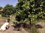 In this April 2016 photo provided by the United States Department of Agriculture, detector canine &quot;Bello&quot; works in a citrus orchard in Texas, searching for citrus greening disease, a bacteria that is spread by a tiny insect that feeds on citrus trees. (Gavin Poole/USDA via AP) (Tim R.