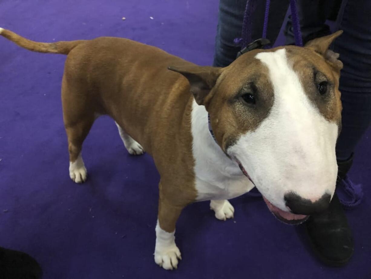 Vinny, a colored bull terrier, poses after winning his breed at the Westminster Kennel Club dog show in New York on Monday.