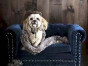 Pottery Barn&#039;s Chesterfield Pet Bed. Pottery Barn, Crate and Barrel, Ikea, Casper mattresses and other popular furniture purveyors have lines for pets, often in styles that complement their human-size living room furniture.