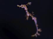 One of two new baby weedy seadragons that were born at Birch Aquarium last week in San Diego. The Southern California aquarium has successfully bred the rare weedy seadragon, the lesser known cousin of the seahorse that resembles seaweed when floating.