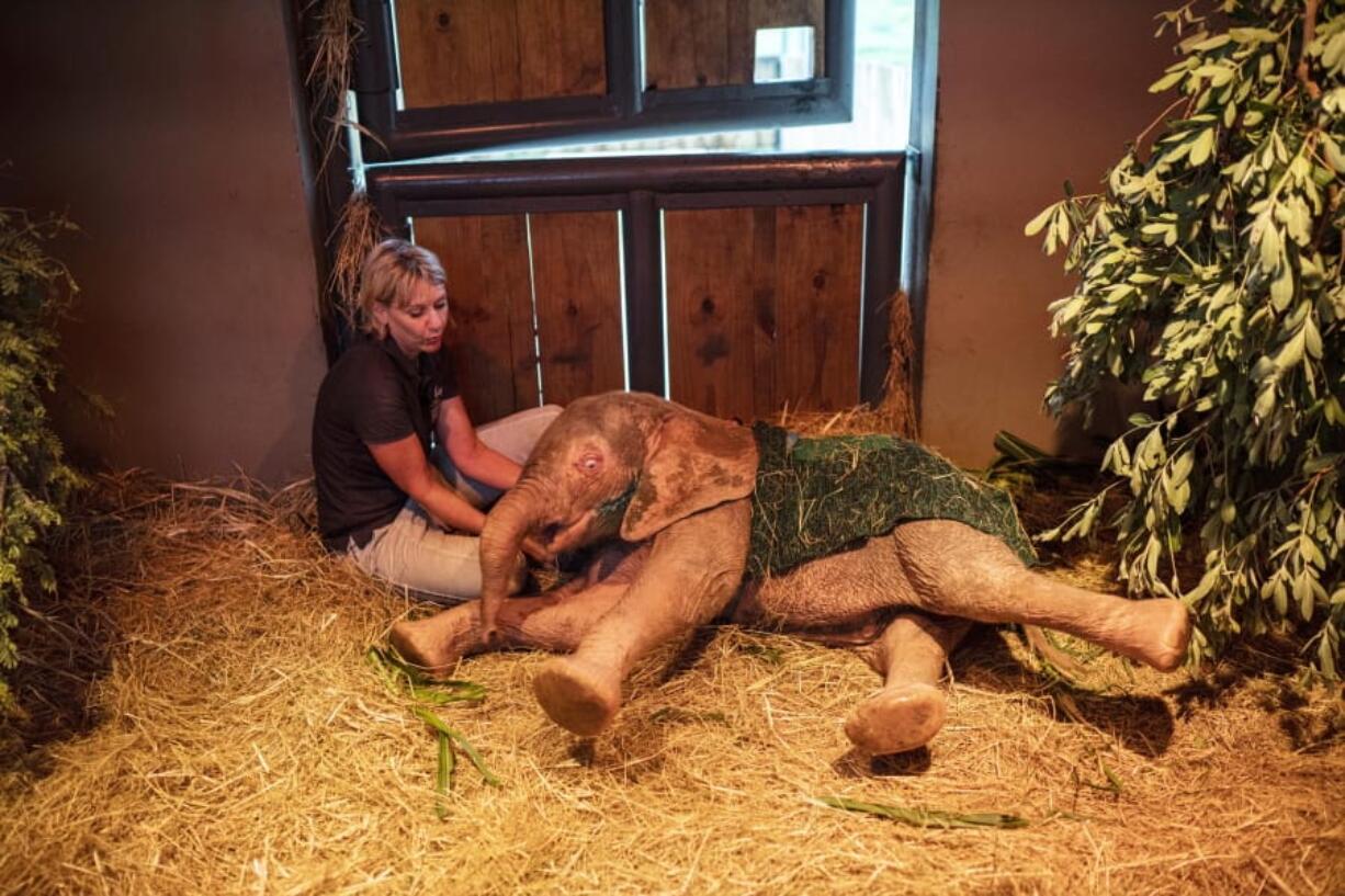 In this photo taken Tuesday Feb. 11, 2020, Adine Roode, founder of the Hoedspruit Elephant Rehabilitation and Development center (HERD), plays with Khanysia, a five-month-old albino elephant in Hoedspruit, South Africa. Khanysia was severely wounded by a manmade snare set by a poacher in the lower Kruger park . She was found days later severely dehydrated and brought to the Hoedspruit elephant reab center.