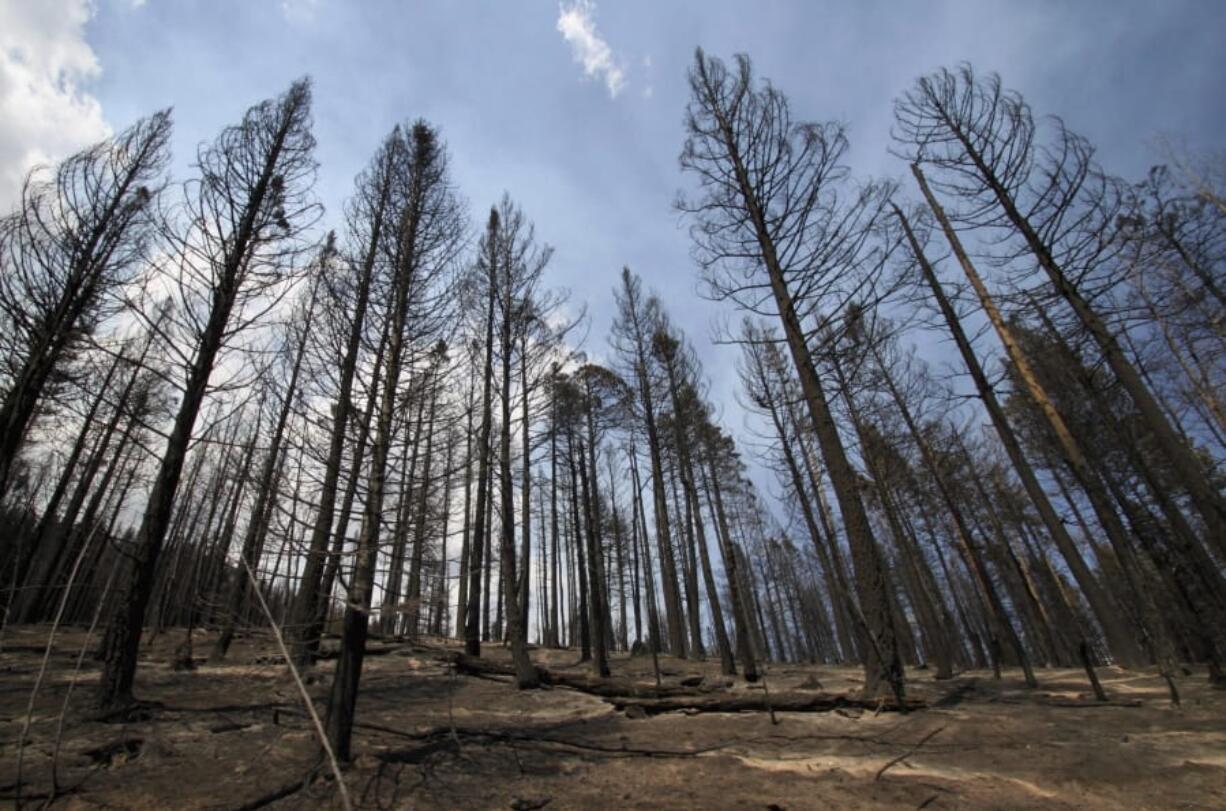 FILE - This July 5, 2011, file photo, shows a grove of ponderosa pines charred by the Las Conchas fire near Cochiti Mesa, N.M. The U.S. Forest Service has been working with states and other partners to treat more acres every year in hopes of reducing the threat of catastrophic wildfire, but Forest Chief Vicki Christiansen acknowledged that a budget proposal for the next fiscal year reflects &quot;tough choices and tradeoffs&quot; that will mean no funding for some programs. Christiansen said during a congressional hearing Tuesday, Feb. 25, 2020, that while the budget request emphasizes the agency&#039;s most critical work, it marks a starting point for negotiations.