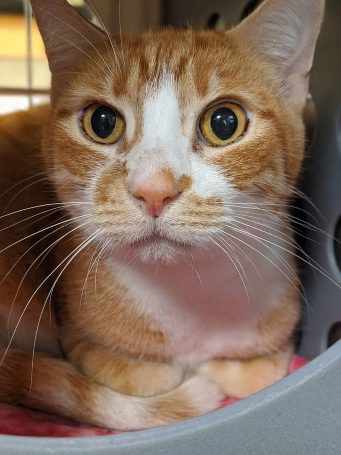 Hey friends! I&#039;m Cheetoh and I&#039;m looking to find a new home with some humans who will love me for the awesome cat that I am!