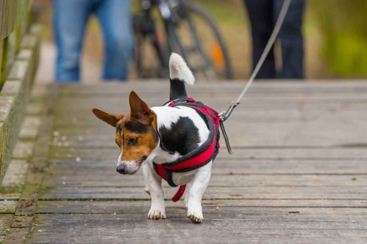 The abandoning of bags of dog poop on trails and in yards has become an ongoing problem around the nation.