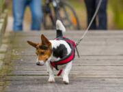 The abandoning of bags of dog poop on trails and in yards has become an ongoing problem around the nation.