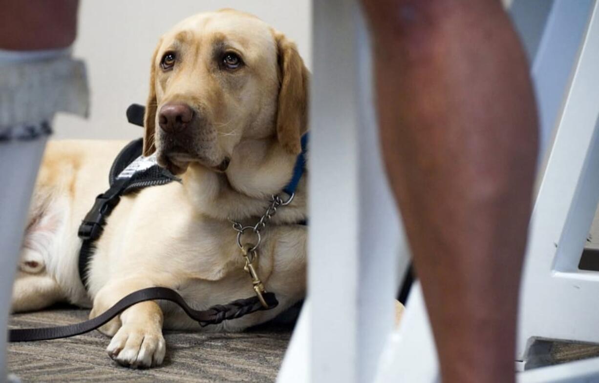 The federal Department of Transportation is proposing new rules for emotional support animals, and those regulations may be coming to an aircraft near you.