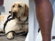 The federal Department of Transportation is proposing new rules for emotional support animals, and those regulations may be coming to an aircraft near you.