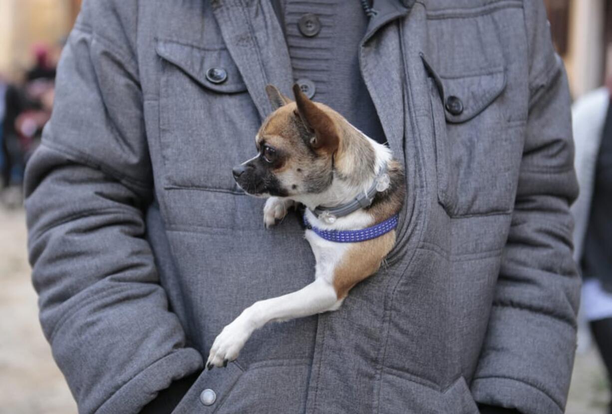 Turns out that dogs are more likely to be pets of the faithful, while cats have an edge with folks who don&#039;t show up for Sunday services.