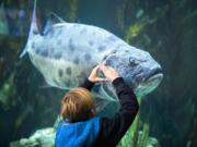 A child interacts with an endangered adult giant sea bass in the Blue Cavern in the Aquarium of the Pacific in Long Beach, Calif., on January 15, 2020. (Allen J.