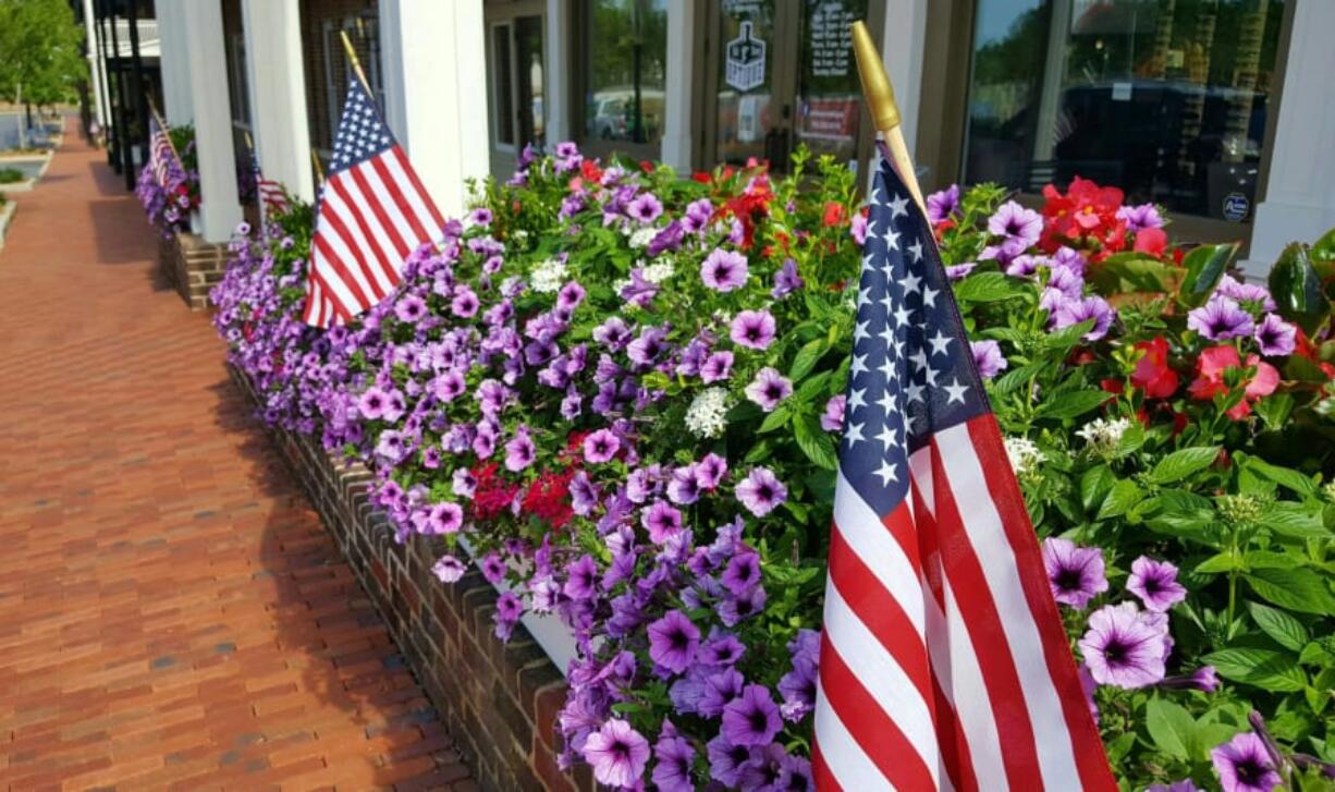 These Supertunia Bordeaux petunias were planted in April and now in May are fully dazzling.