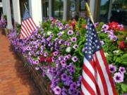 These Supertunia Bordeaux petunias were planted in April and now in May are fully dazzling.