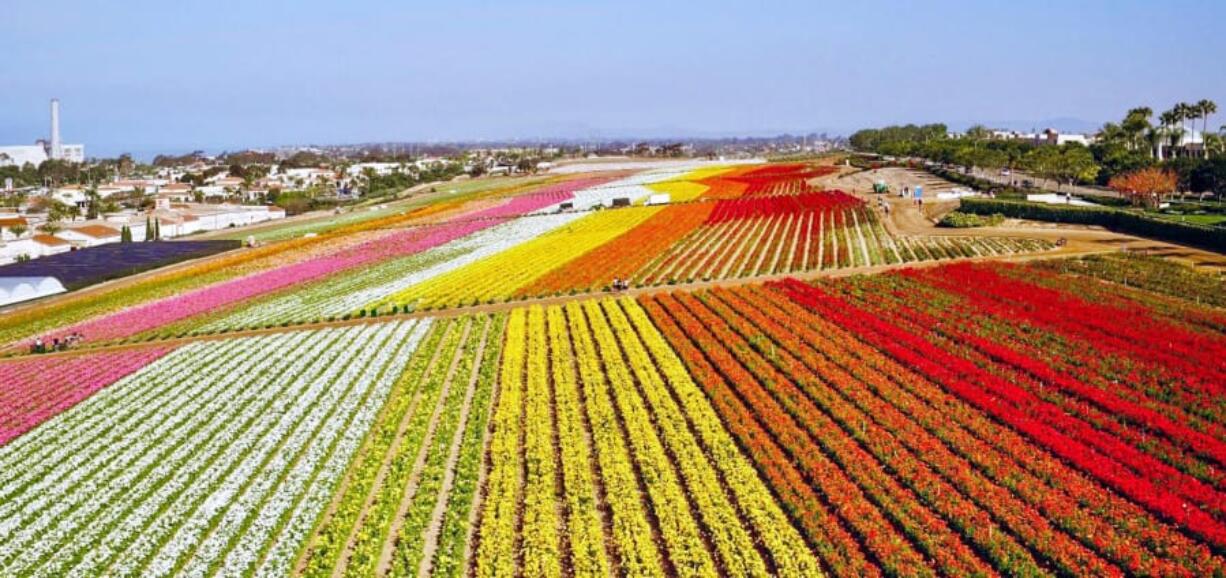 Carlsbad&#039;s The Flower Fields in peak bloom. In April, the city of Carlsbad will launch its fourth-annual Petal to Plate promotion where local hotels, restaurants and spas will offer flower-themed food, cocktails, therapies and events.