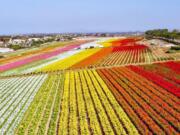 Carlsbad&#039;s The Flower Fields in peak bloom. In April, the city of Carlsbad will launch its fourth-annual Petal to Plate promotion where local hotels, restaurants and spas will offer flower-themed food, cocktails, therapies and events.