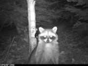 A raccoon walks past a trail camera set up by the Urban Carnivore Project near Seattle.