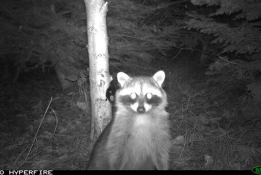 A raccoon walks past a trail camera set up by the Urban Carnivore Project near Seattle.