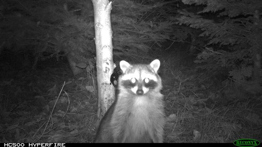 A raccoon walks past a trail camera set up by the Urban Carnivore Project near Seattle.