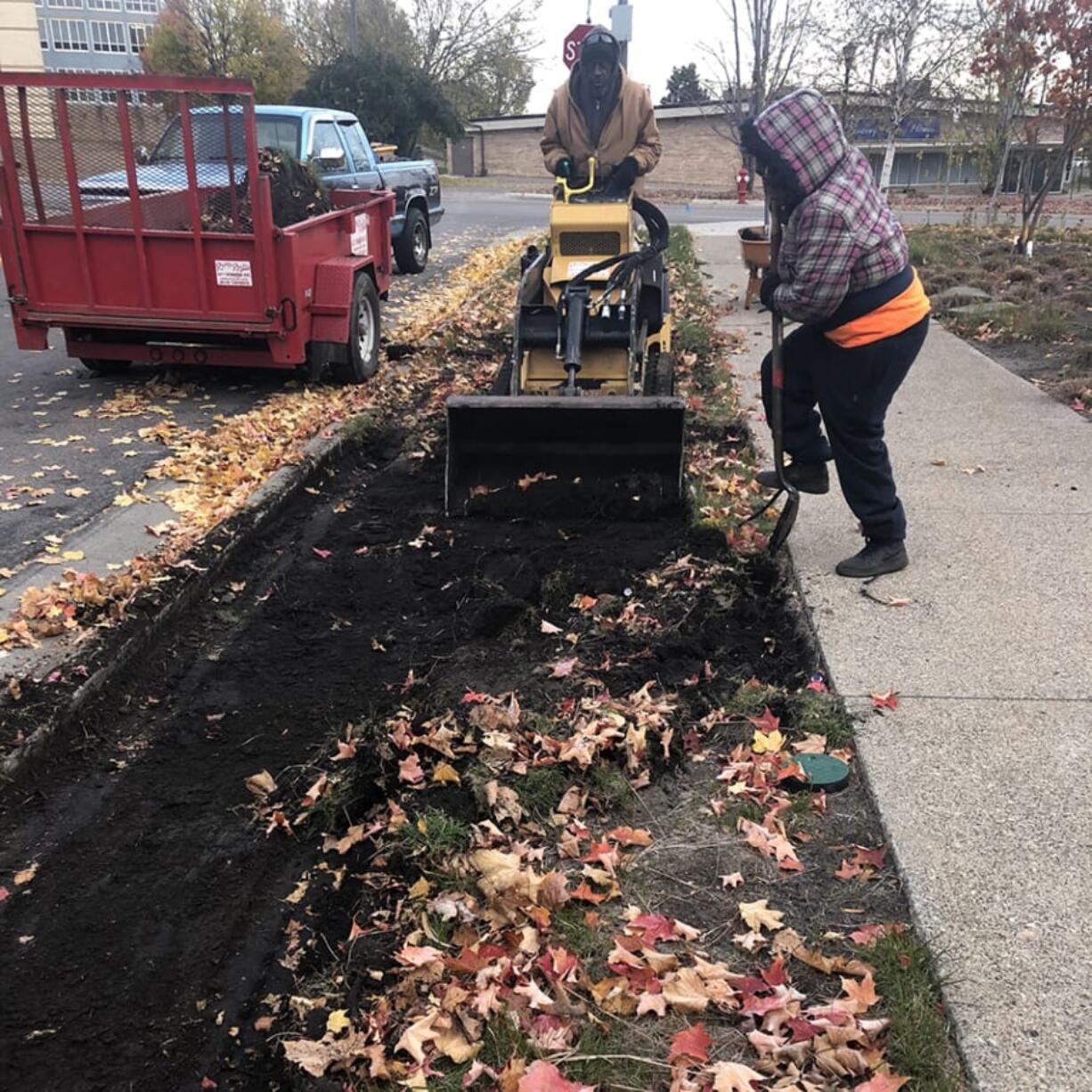 A landscaping crew installs a bee lawn in Minneapolis last year.