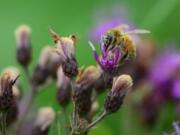 Honeybees and other pollinators are drawn to ironweed.