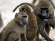 Baboons at the campus of Texas Biomedical Research Institute could show the way to a vaccine.