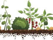 Most garden vegetables, such as carrots, peas, lettuce, tomatoes, onions, peppers and potatoes, are annuals and need to replanted each year.