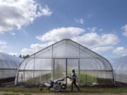 Irina Schabram of Amica Farm, which leases land at Headwaters Farm near Gresham, Ore., pushes a walk-behind tractor to a greenhouse while seeding on Wednesday afternoon.