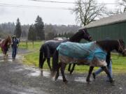 Roger Sturdevant, left, and his wife, Robin Yeager, walk their horses Diamond, from left, Prince and Teacup through their property, the R&amp;R Equestrian Center near Woodland, on Friday morning.