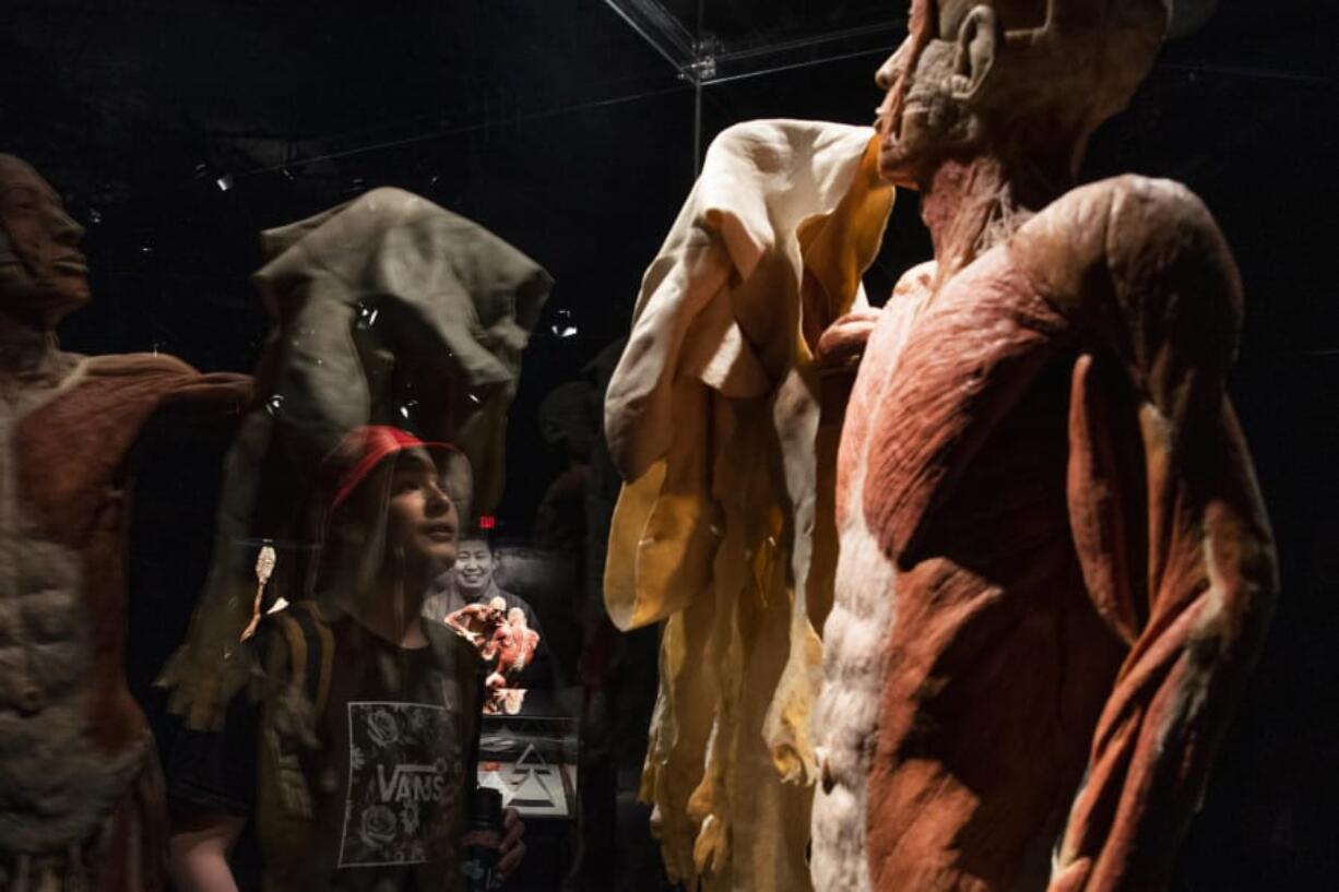 Warrenton Grade School seventh-grader Daniel Ulness looks up at a skinless man who&#039;s holding up his own skin -- the heaviest of all human organs -- in the &quot;Body Worlds&quot; exhibit at OMSI.