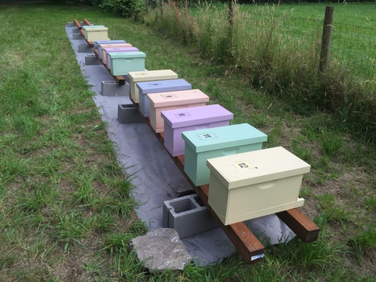 This photo taken July 1, 2016 shows a group of first-year honeybee hives in a pasture near Langley, Wash. Chemicals are routinely applied to kill insect pests and troublesome weeds but many are indiscriminate, devastating beneficial insects in the process. Landowners should avoid using pesticides in areas attractive to pollinators and instead use non-toxic methods to get rid of such pests as aphids.