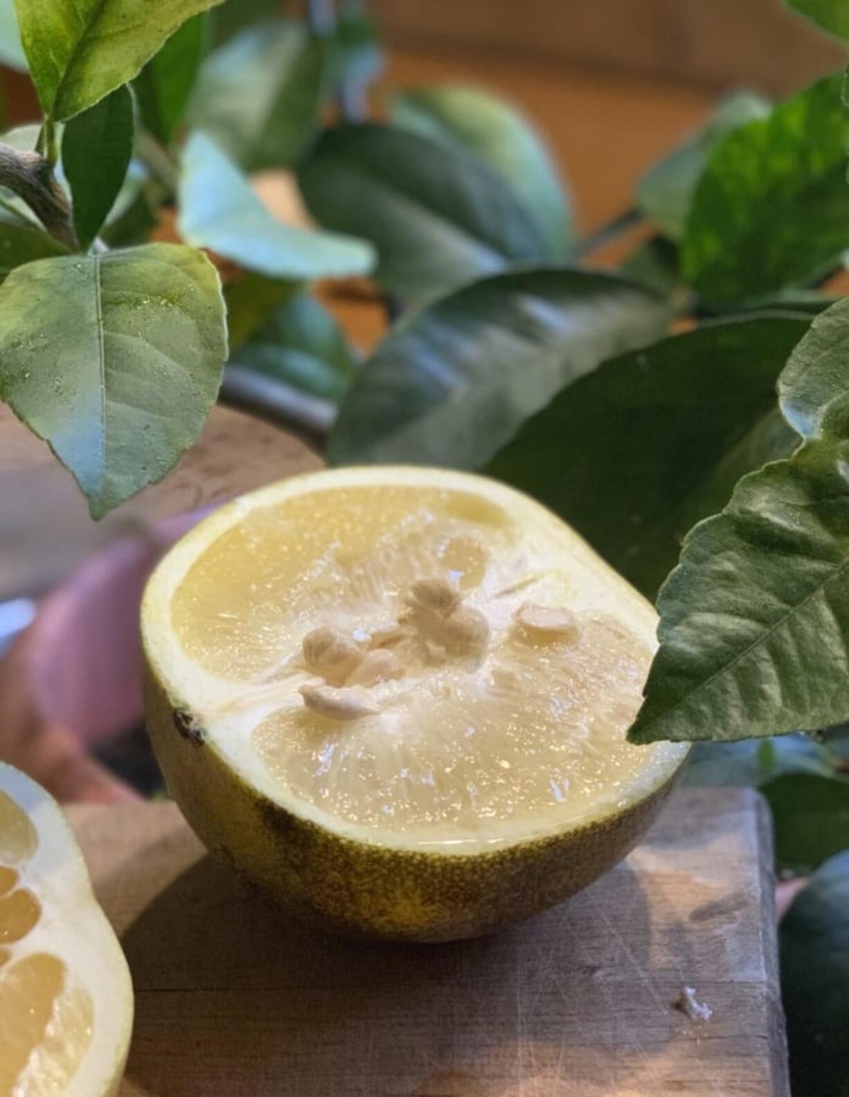 A grapefruit and its seeds in New Paltz, N.Y. Citrus seeds are very easy to sprout and grow into beautiful houseplants -- and perhaps yield delectable fruits.