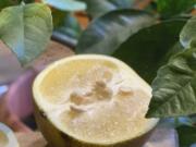 A grapefruit and its seeds in New Paltz, N.Y. Citrus seeds are very easy to sprout and grow into beautiful houseplants -- and perhaps yield delectable fruits.