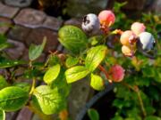 Blueberries growing in a container on a property near Langley illustrates that gardeners operate on a much smaller scale than farmers yet can make some major sustainability impacts by growing their own food and planting things that don&#039;t need as much fertilizer or pesticides, minimizing risks to the environment.