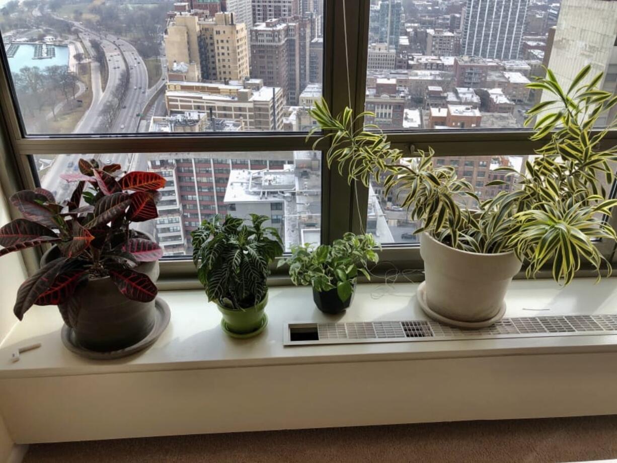 Plants line Molly Sprayregen&#039;s windowsill in Chicago.