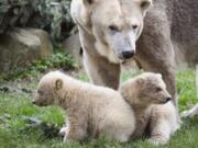 Two polar bear cubs make their debut Wednesday at the Ouwehands Zoo Rhenen in Rhenen, Netherlands, without the public because of coronavirus restrictions.