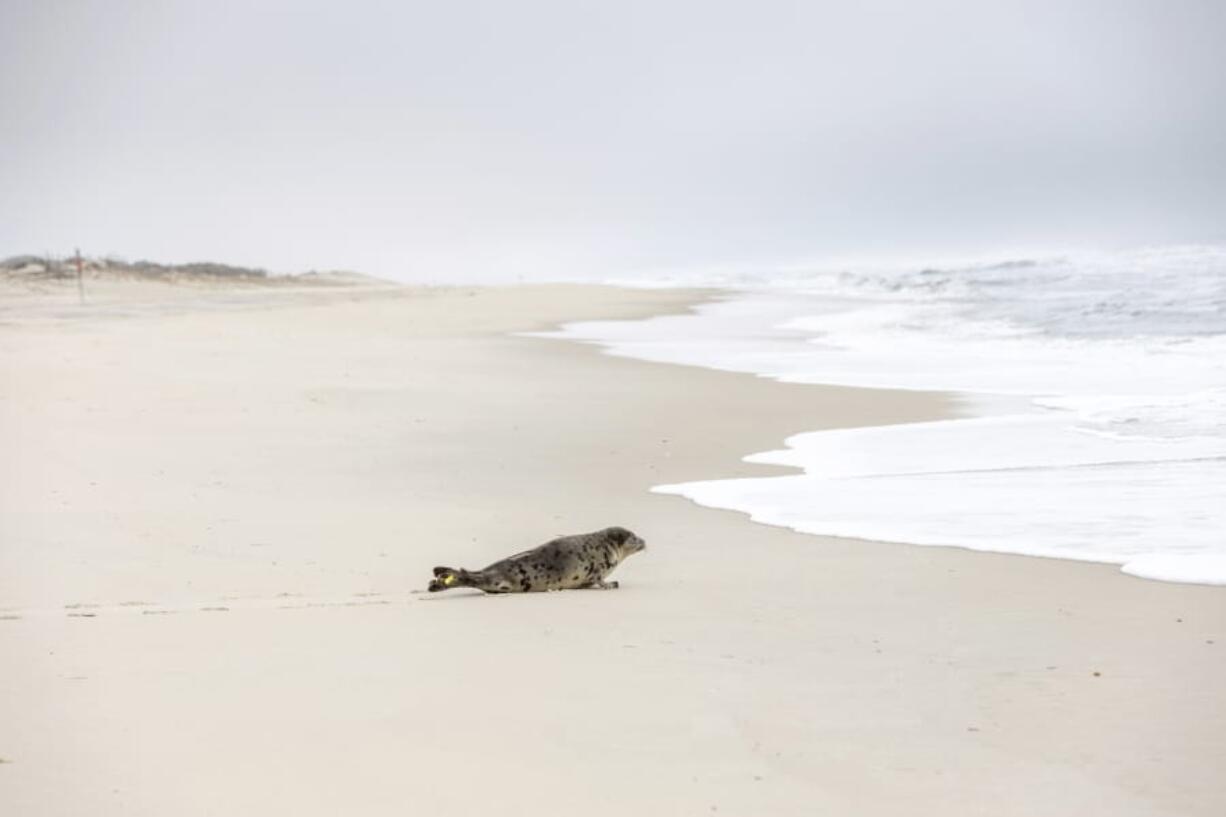 In this Tuesday, March 17, 2020 photo provided by The National Aquarium, a harp seal named Amelia Bedelia makes its way to the ocean in Salisbury, Md.,  after it was released following rehabilitation at the aquarium in Baltimore.  The seal was rescued from Ocean City, Md., by the Aquarium&#039;s Animal Rescue team after severe dehydration.