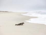 In this Tuesday, March 17, 2020 photo provided by The National Aquarium, a harp seal named Amelia Bedelia makes its way to the ocean in Salisbury, Md.,  after it was released following rehabilitation at the aquarium in Baltimore.  The seal was rescued from Ocean City, Md., by the Aquarium&#039;s Animal Rescue team after severe dehydration.