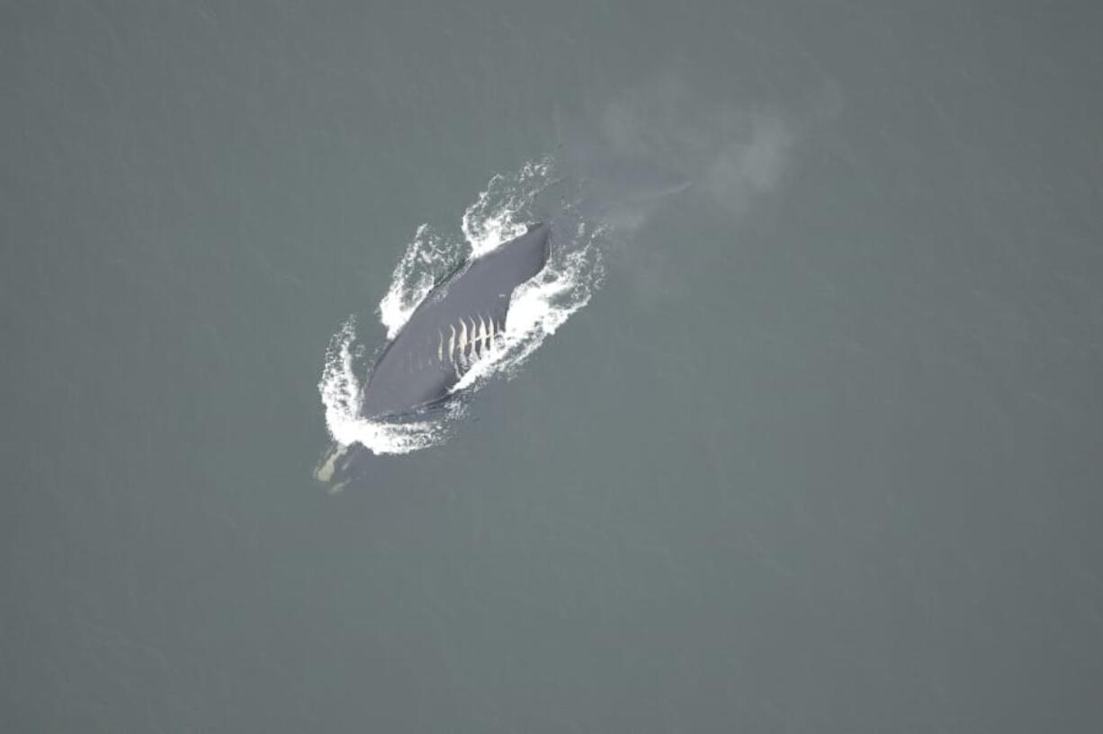 A whale swims off the coast of Georgia with fresh propeller cuts on its back in March 2006. The whale is assumed to have died from its injuries, as it was never seen again.