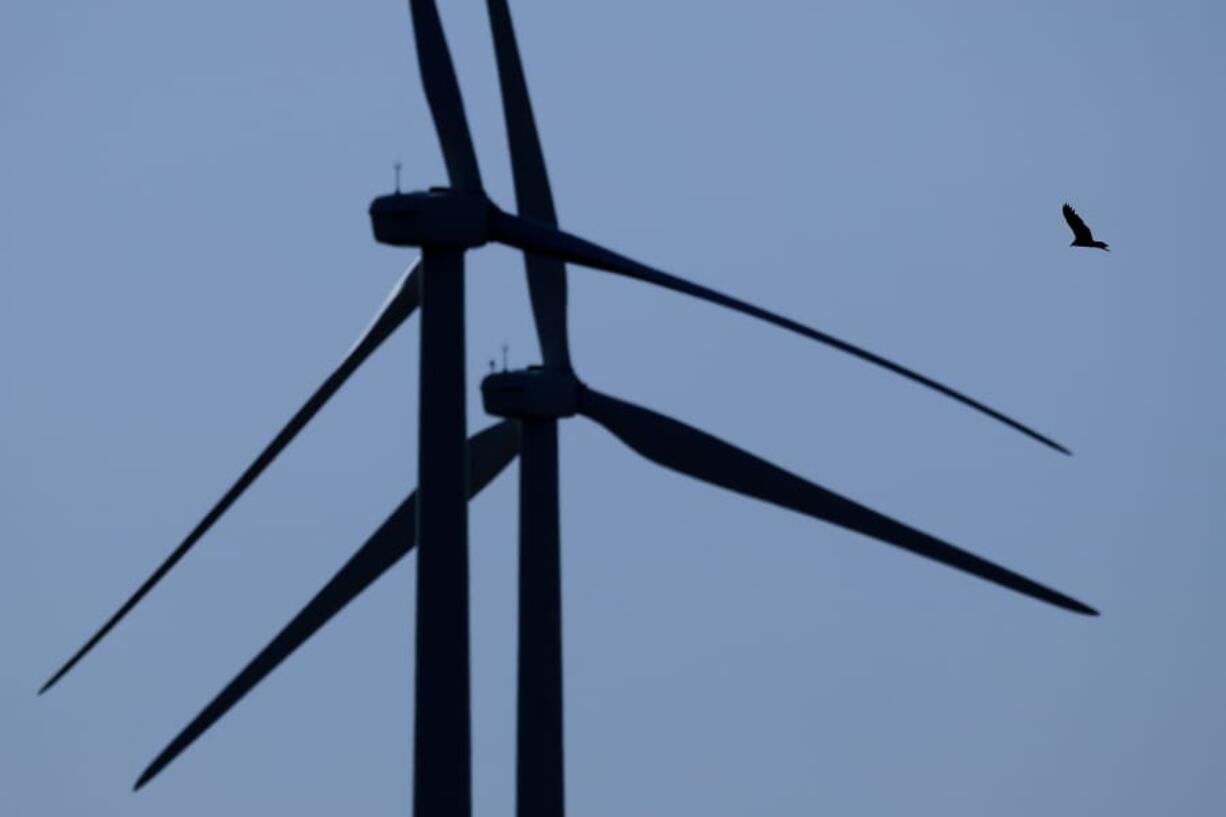 FILE - In this March 29, 2020, file photo, a bird flies among wind turbines near King City, Mo. The Trump administration is moving to scale back criminal enforcement of a century-old law protecting most American wild bird species. The former director of the U.S. Fish and Wildlife Service told AP billions of birds could die if the government doesn&#039;t hold companies liable for accidental bird deaths.