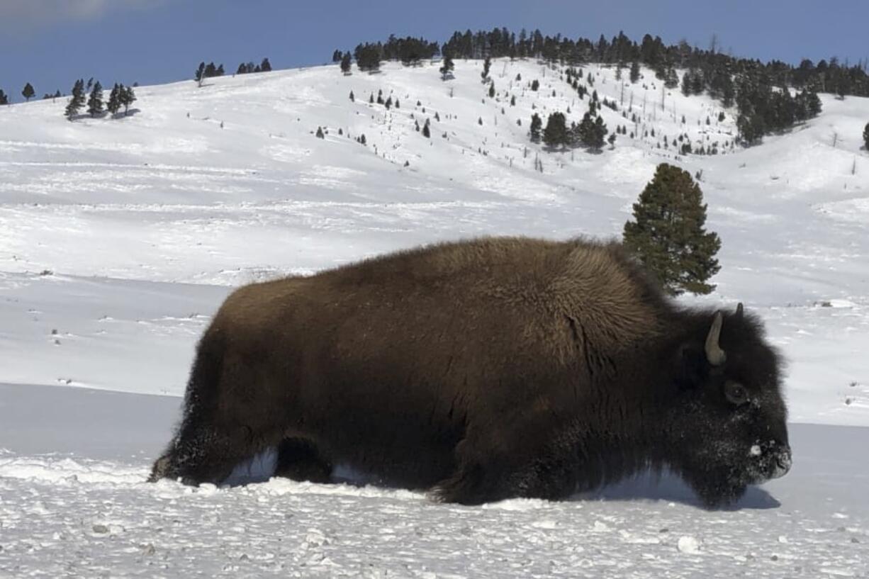 A bison walks Feb. 17 through the snow in Yellowstone National Park&#039;s Lamar Valley near Mammoth Hot Springs, Wyo. Park officials said hundreds of bison were removed from the park&#039;s herds this winter by hunters and a controversial slaughter program.