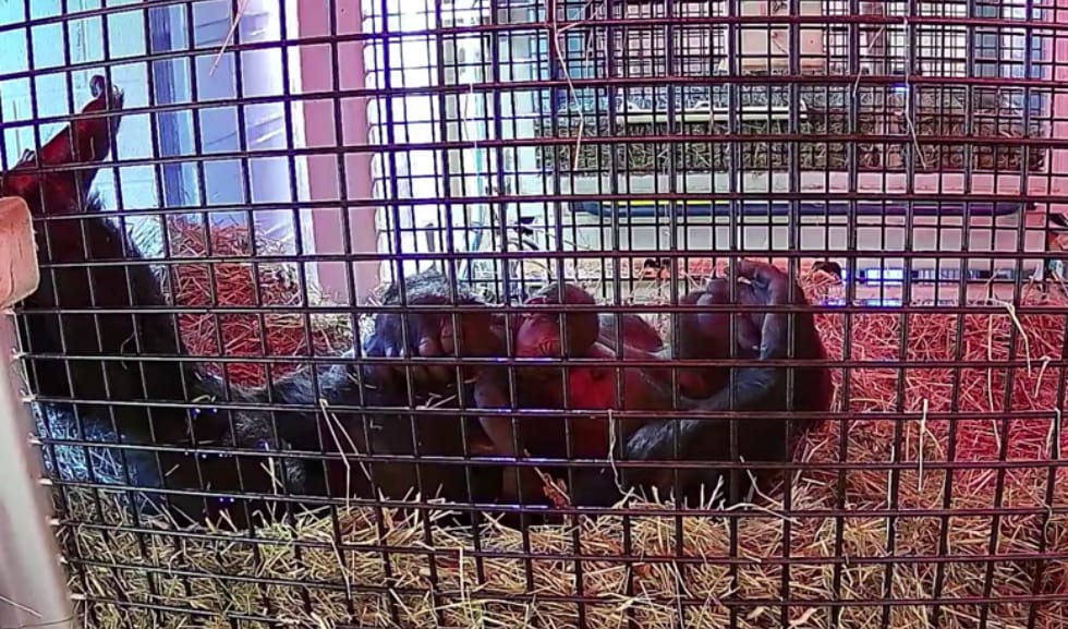 Just a few hours after birth, first-time mom Uzumma and her baby are bonding and staying cozy indoors. Here, you can see Uzumma snacking on some greens while the baby stays warm and safe on her belly. Uzumma has settled into a quiet, hay-filled gorilla tunnel, which is a walkway in between her indoor bedrooms.