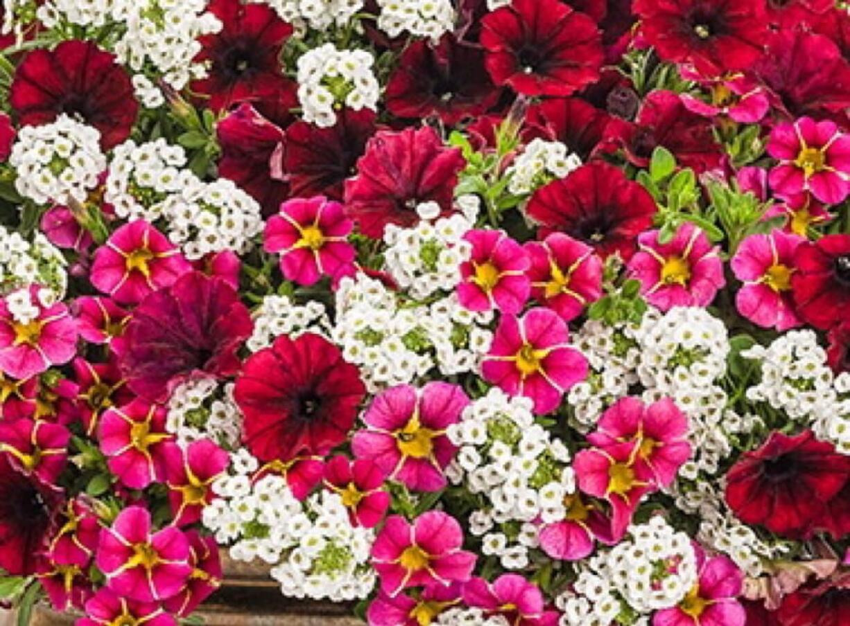 Cherry Bomb is a designer mix from Proven Winners featuring Superbells Cherry Star calibrachoa, Supertunia Black Cherry petunia and Snow Princess sweet alyssum.