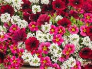 Cherry Bomb is a designer mix from Proven Winners featuring Superbells Cherry Star calibrachoa, Supertunia Black Cherry petunia and Snow Princess sweet alyssum.