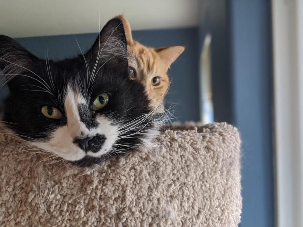 Jamie and Finlay, two of Web Editor Amy Libby&#039;s four cats, play on the cat tree in the living room of her Orchards-area home.