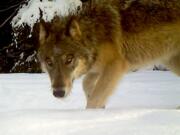 A gray wolf hunts last year near Chewelah. Officials know of at least 126 gray wolves in the state, where the species is still listed as endangered.